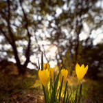 Zafferanastro giallo (Sternbergia lutea)