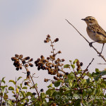 Stiaccino (Saxicola rubetra)