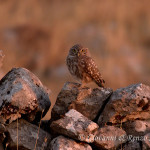 Civetta (Athene noctua)