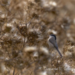 Cincia bigia (Poecile palustris)