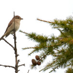 Averla piccola juv. (Lanius collurio)