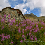 Fioriture di Camenèrio (Epilobium angustifolium)