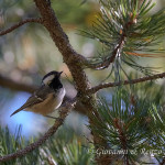 Cincia mora (Periparus ater)