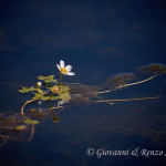 Ranuncolo acquatico (Ranunculus aquatilis)