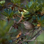 Scricciolo (Troglodytes troglodytes)