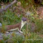 Ermellino (Mustela erminea)