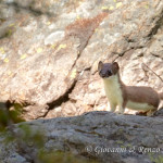 Ermellino (Mustela erminea)