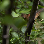 Passera scopaiola (Prunella modularis)