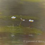 Ranuncolo acquatico (Ranunculus aquatilis)