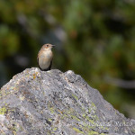 Balia nera (Ficedula hypoleuca)