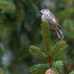 Cincia dal ciuffo (Lophophanes cristatus)