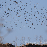 Storni (Sturnus vulgaris)