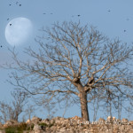 Gli storni sulla luna