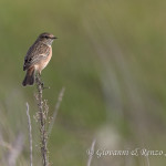 Saltimpalo (Saxicola rubicola)