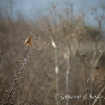 Beccamoschino (Cisticola juncidis)