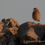 Pispola (Anthus pratensis)