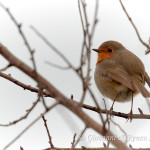 Pettirosso (Erithacus rubecula)