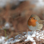 Pettirosso (Erithacus rubecula)