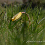 Tulipano dei campi (Tulipa sylvestris)