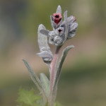 Lingua di cane giallastra (Cynoglossum cheirifolium)
