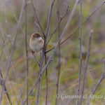 Beccamoschino (Cisticola juncidis)