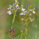 Orchidea pagliaccio (Anacamptis morio)