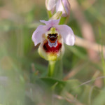 Ofride fior di vespa (Ophrys tenthredinifera Willd.)