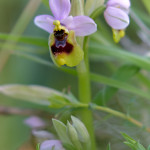Ofride fior di vespa (Ophrys tenthredinifera Willd.)