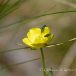 Psilothrix viridicoerulea su ranuncolo
