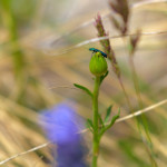 Psilothrix viridicoerulea