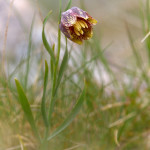 Meleagride minore (Fritillaria tenella)