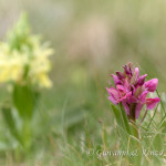 Orchide sambucina (Dactylorhiza sambucina)
