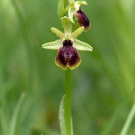 Ophrys (ibrido)