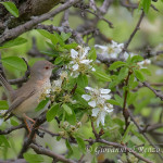 Sterpazzolina comune (Sylvia cantillans)