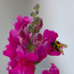 Bombo (Bombus) sp.