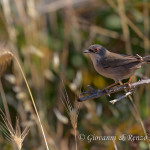 Occhiocotto (Sylvia melanocephala)