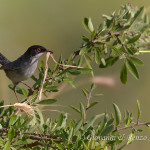 Occhiocotto (Sylvia melanocephala)