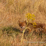 Volpe (Vulpes vulpes)