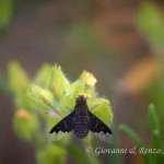 Hemipenthes morio