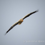 Capovaccaio (Neophron percnopterus)