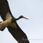 Cicogna nera (Ciconia nigra)