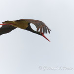 Cicogna nera (Ciconia nigra)
