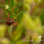 Cimice assassina (Rhynocoris iracundus)
