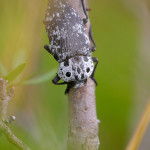Capnodis cariosa