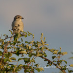 Averla piccola (Lanius collurio)