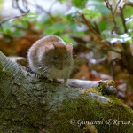 Arvicola terrestre (Arvicola terrestris)