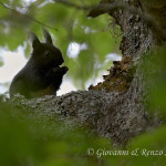 Scoiattolo nero meridionale (Sciurus meridionalis)