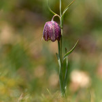 Meleagride minore (Fritillaria tenella)