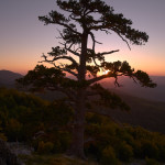 Controluce