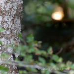Scoiattolo nero meridionale (Sciurus meridionalis)